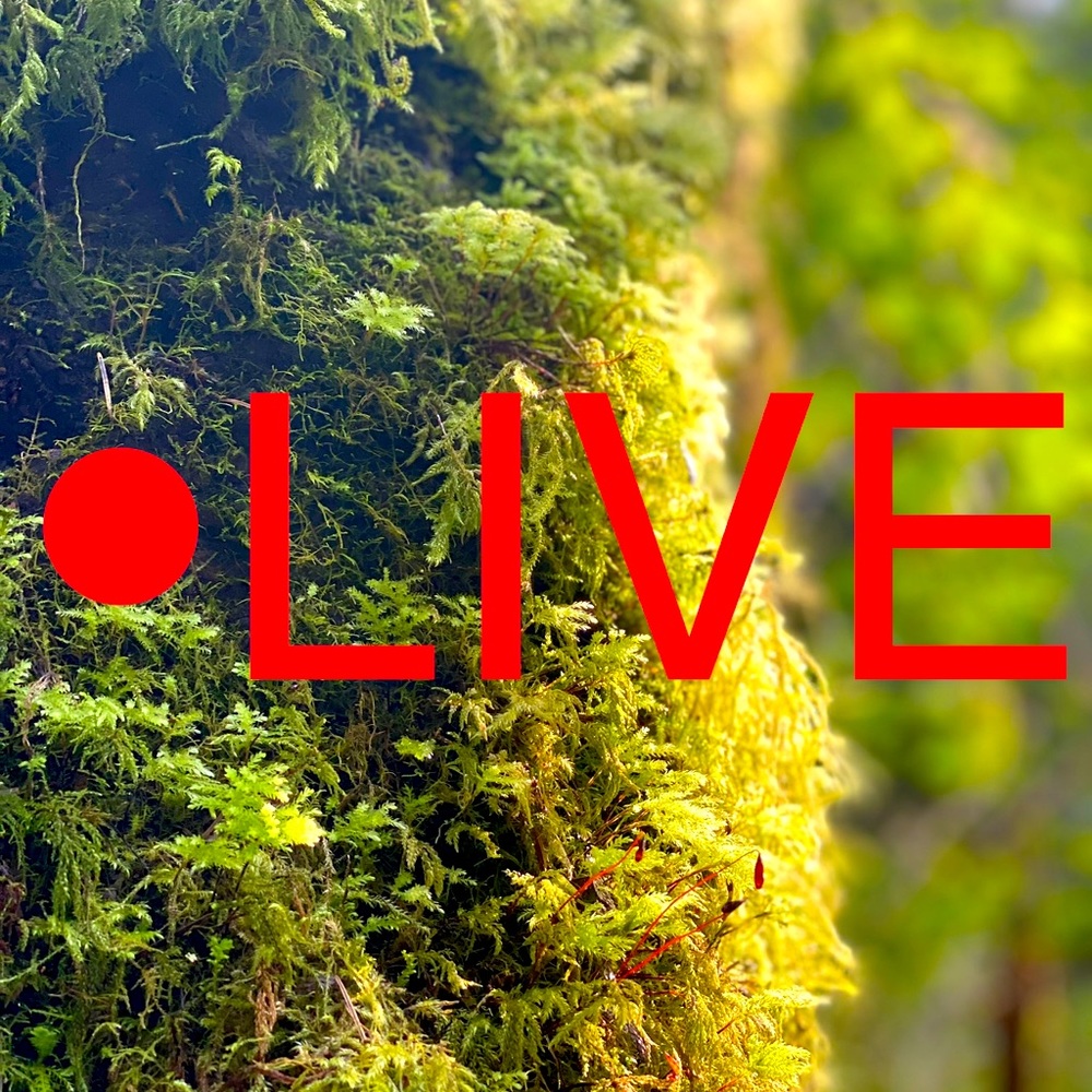 LALA’s First Live Show ❤️ Come Watch Me Fail Miserably 🫠 $3 starts and more 🤗